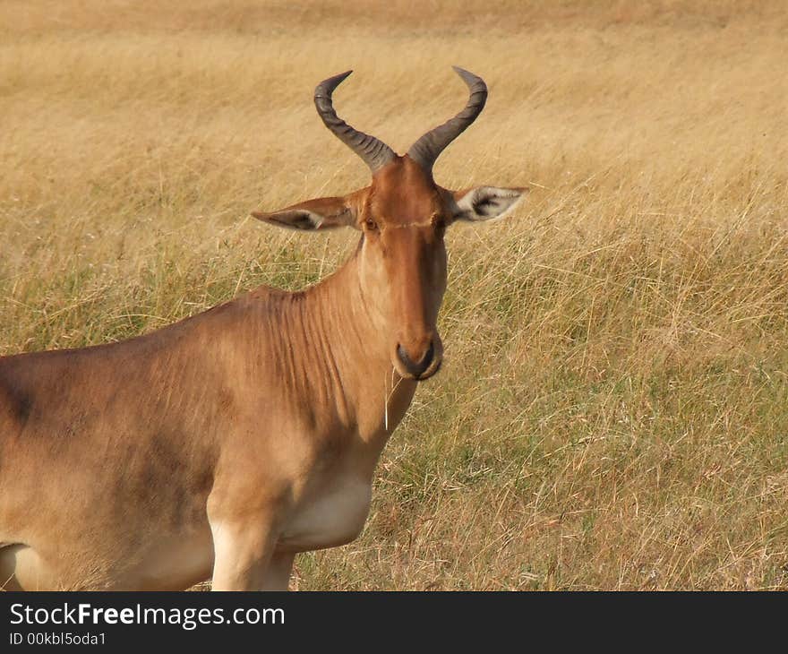 Portrait of the hartebeest antelope