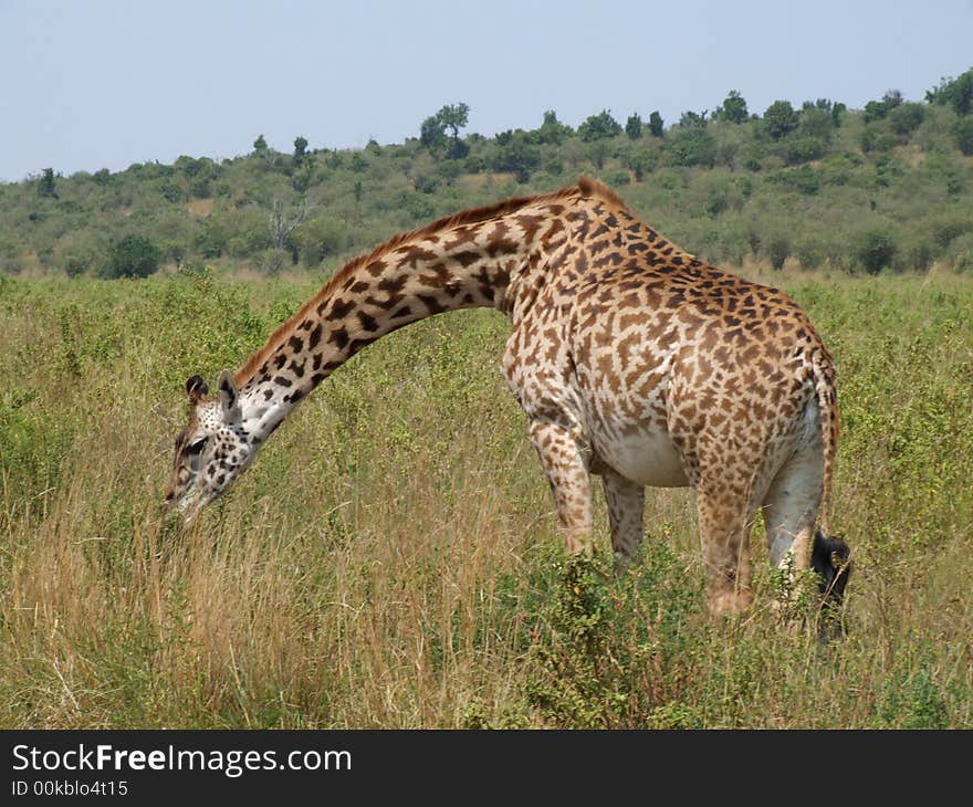 Giraffe in Masai Mara (Kenya)