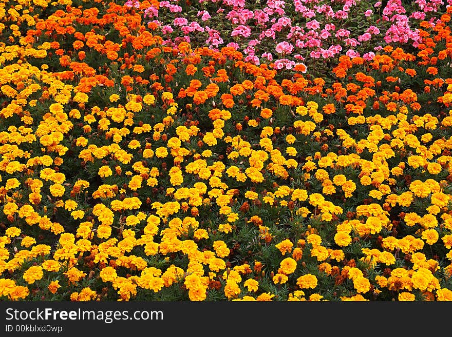 Multi-colored flowered bed in park in summer day