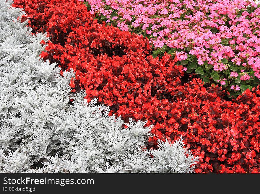 Multi-colored flowered bed in park in summer day. Multi-colored flowered bed in park in summer day