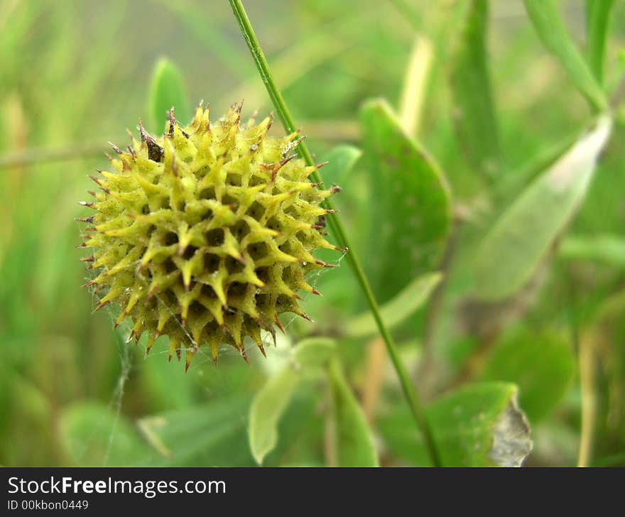 A yellowish-green, prickly flower bloom with a spider web attached amidst a background of green leaves.