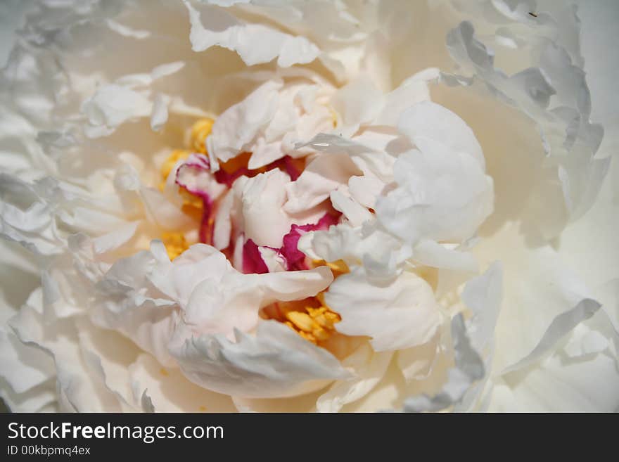 White nice flower peony from last summer. White nice flower peony from last summer