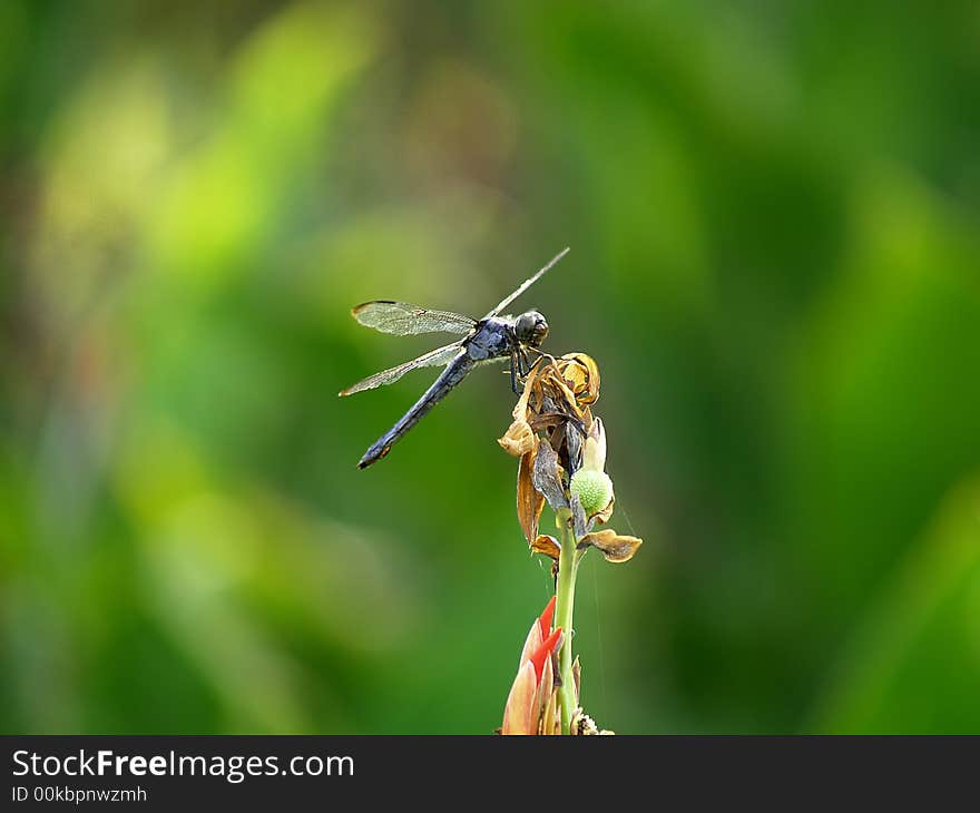 A big blue dragonfly sits atop a tall plant. A big blue dragonfly sits atop a tall plant.