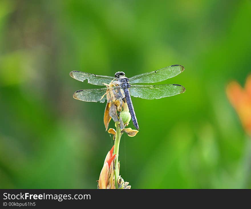 This dragonfly has several notches out of his wings. This dragonfly has several notches out of his wings.