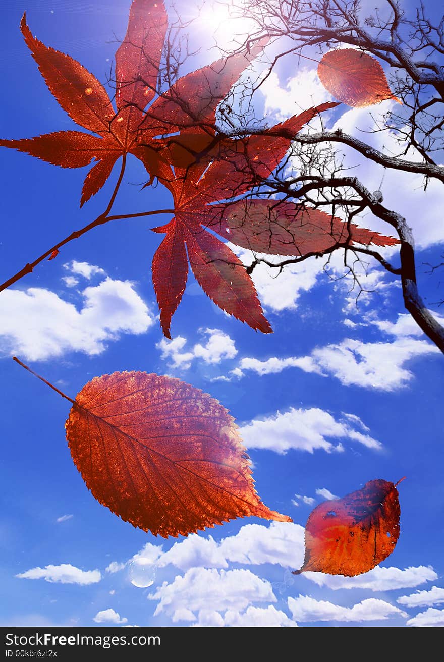 Artistic composition with falling leaves over blue sunny sky. Artistic composition with falling leaves over blue sunny sky