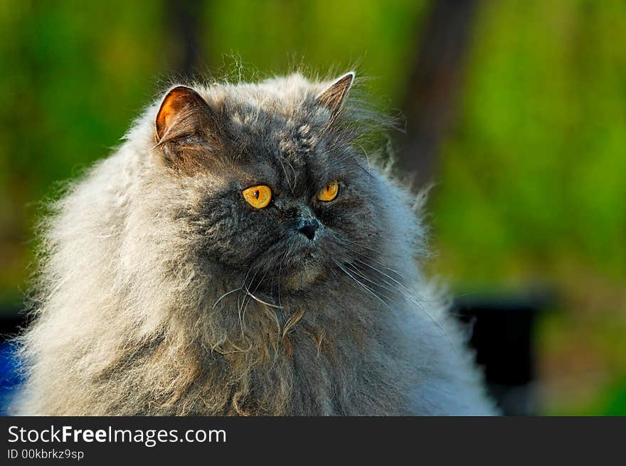 Portrait of a grey cat close-up  in nature