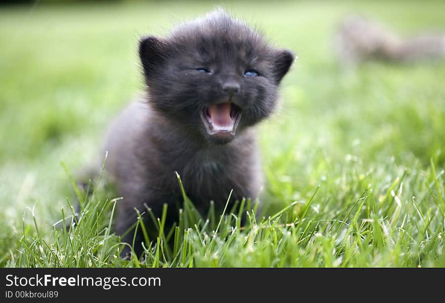 Small young cat portrait on green grass. Small young cat portrait on green grass