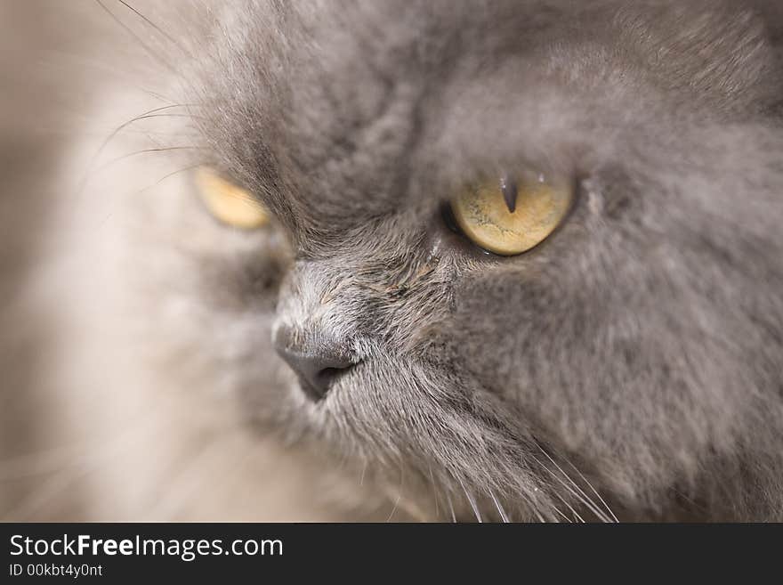 Portrait of a grey cat close-up  in nature