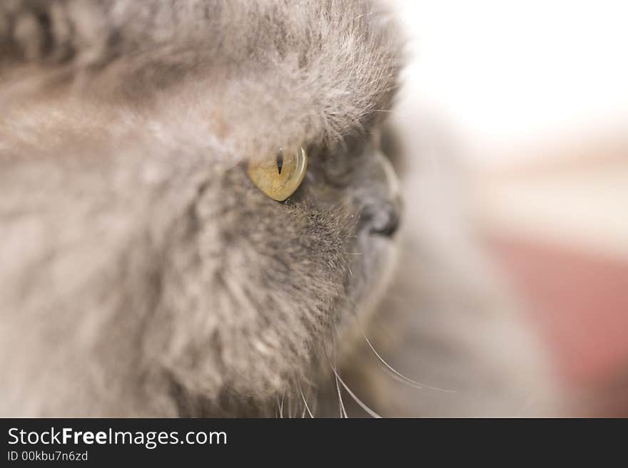 Portrait of a grey cat close-up  in nature