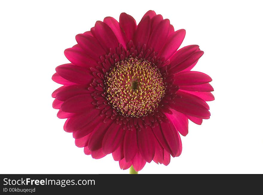 Purple flower shot in studio with white background