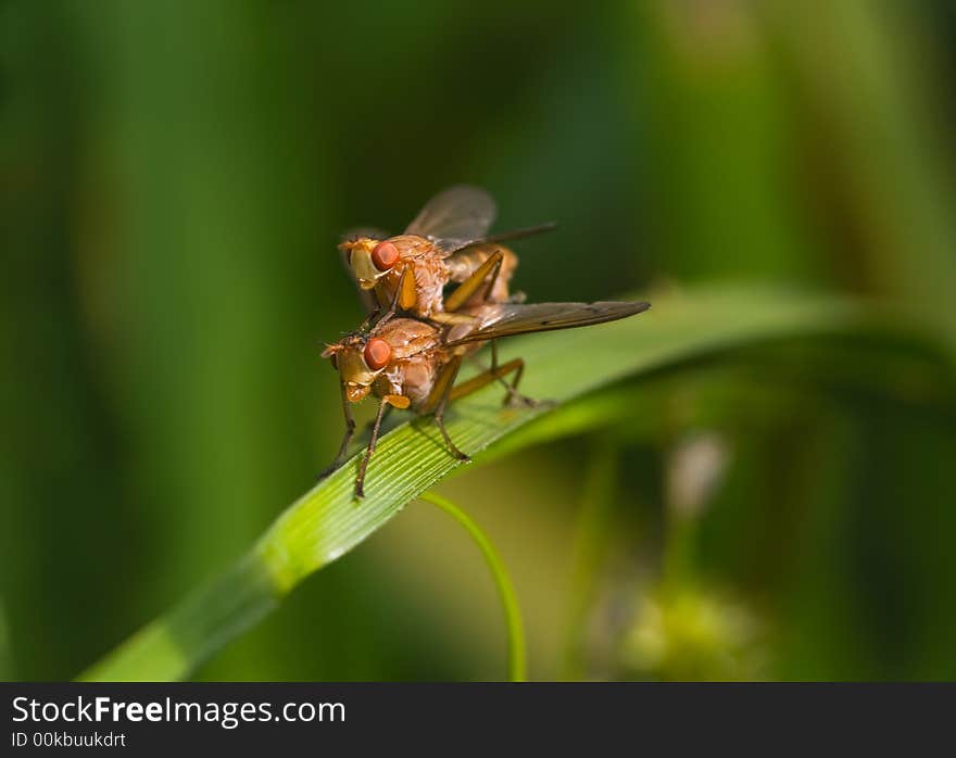 Two flies making love