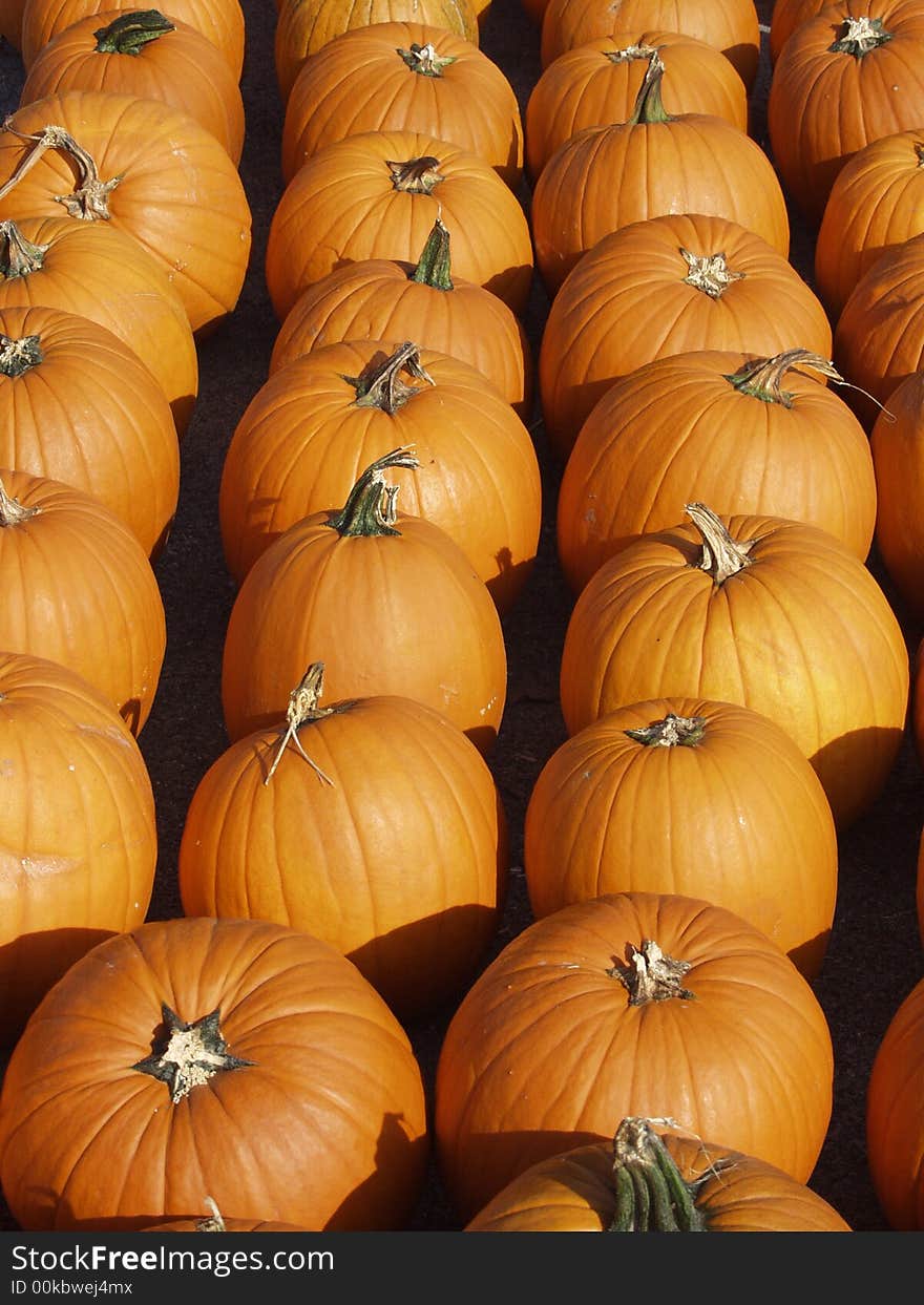 Rows of orange pumpkins ready to be sold for the fall season. Rows of orange pumpkins ready to be sold for the fall season