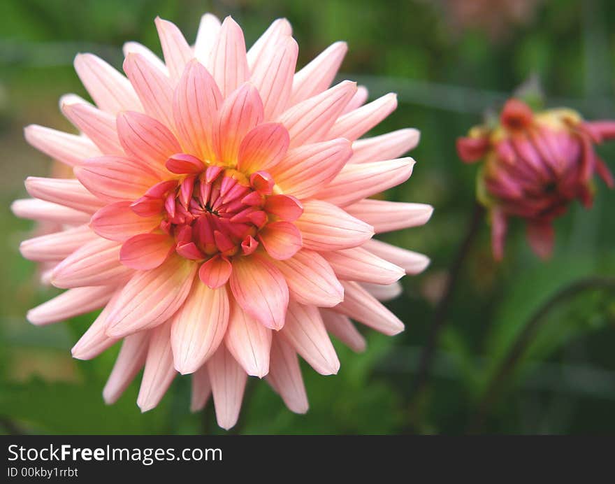 Pink Dahlia Bloom.