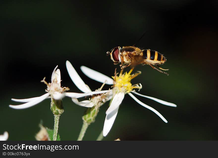 Caught In Flight