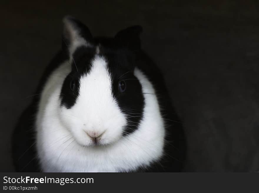 Bunny looking directly towards me. Bunny looking directly towards me