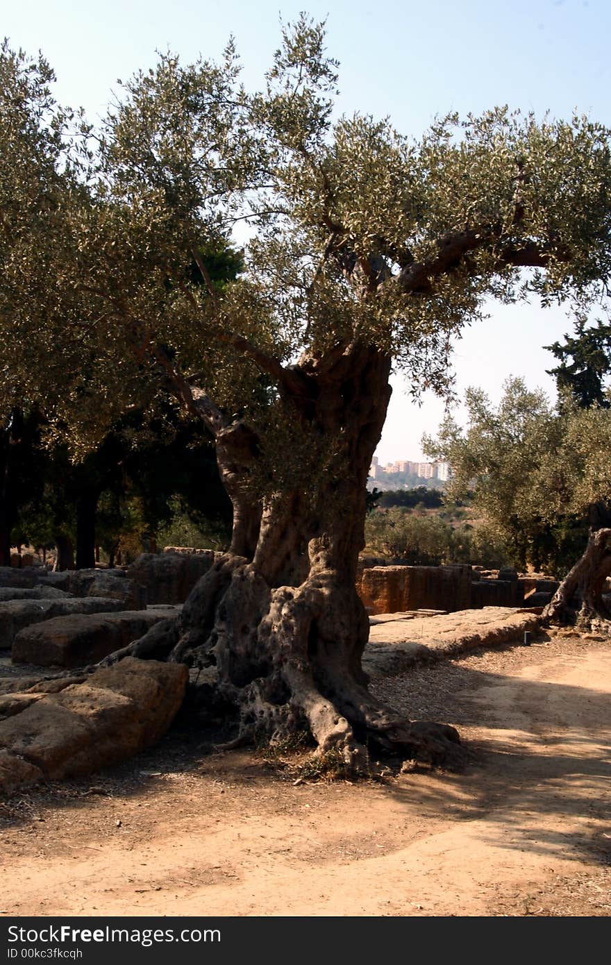 Oil Tree in Sicily at summer