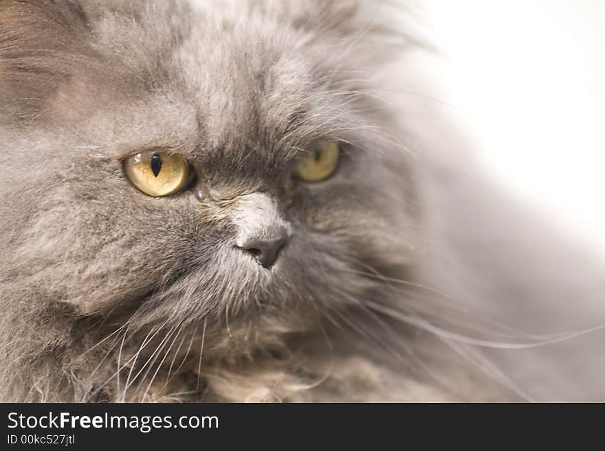 Portrait of a grey cat close-up  in nature