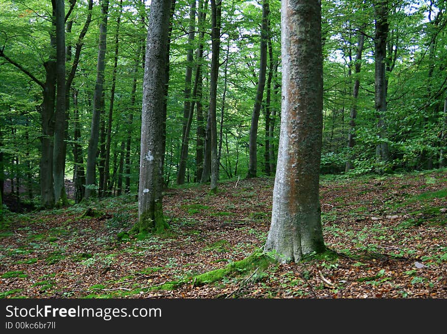 Beauty magic forest background, green trees in summer/autumn time...