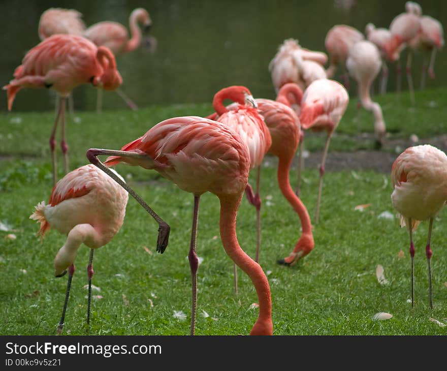 Group of flamingos filtering plankton from grass