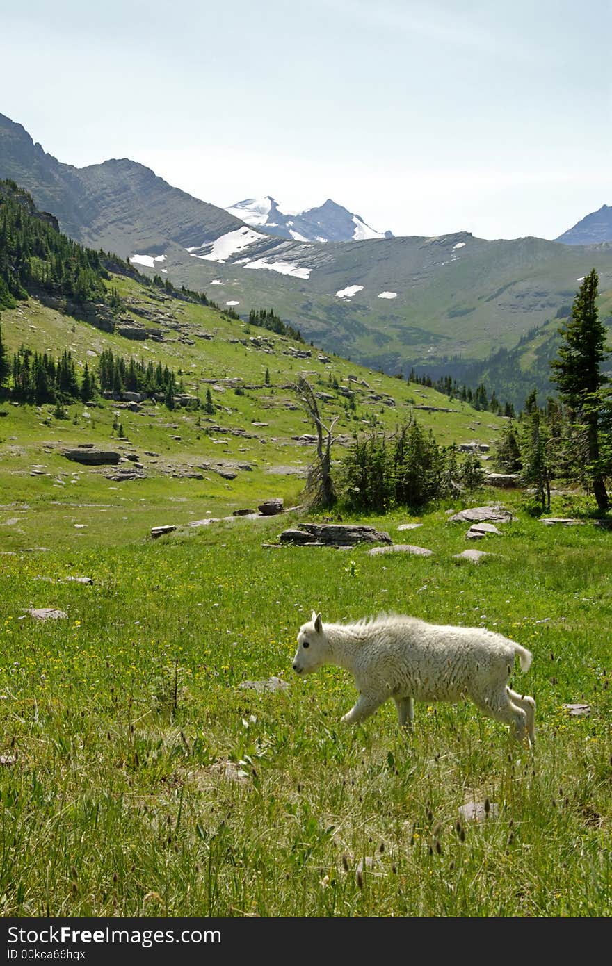 Mountain goat kid walks through grassy meadow with beautiful mountain surroundings. Mountain goat kid walks through grassy meadow with beautiful mountain surroundings