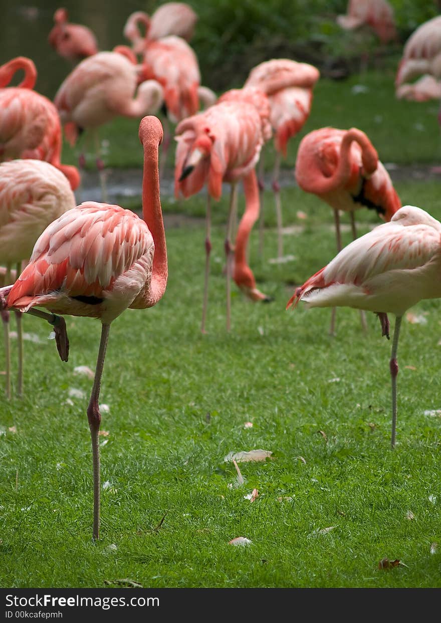 Group of flamingos filtering plankton from grass