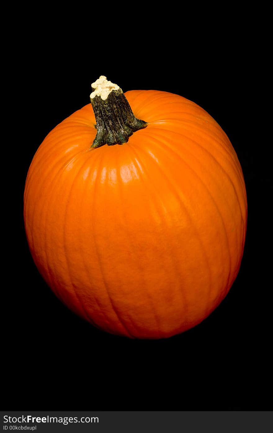 Orange pumpkin with stem on a black background. Orange pumpkin with stem on a black background