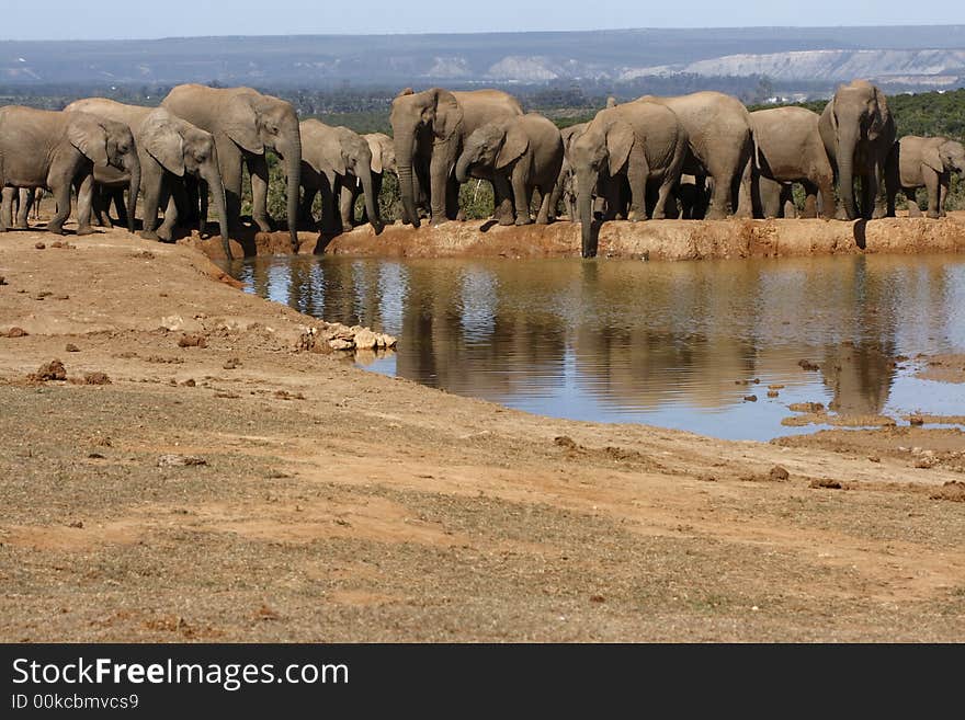 Elephant family having a drink at a waterhole. Elephant family having a drink at a waterhole