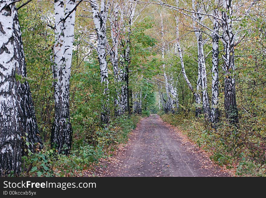 Autumn in forest