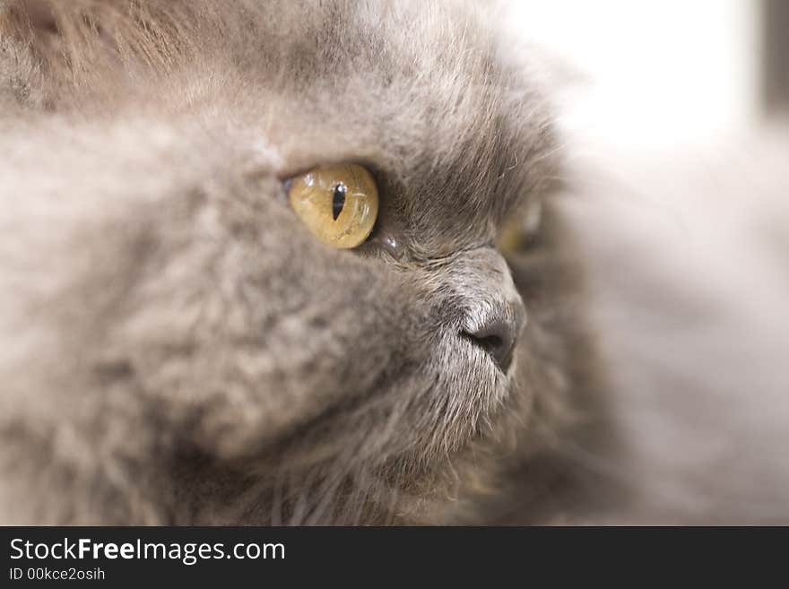 Portrait of a grey cat close-up  in nature