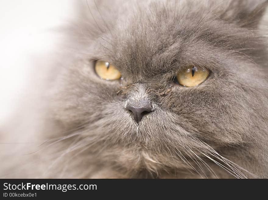 Portrait of a grey cat close-up in nature