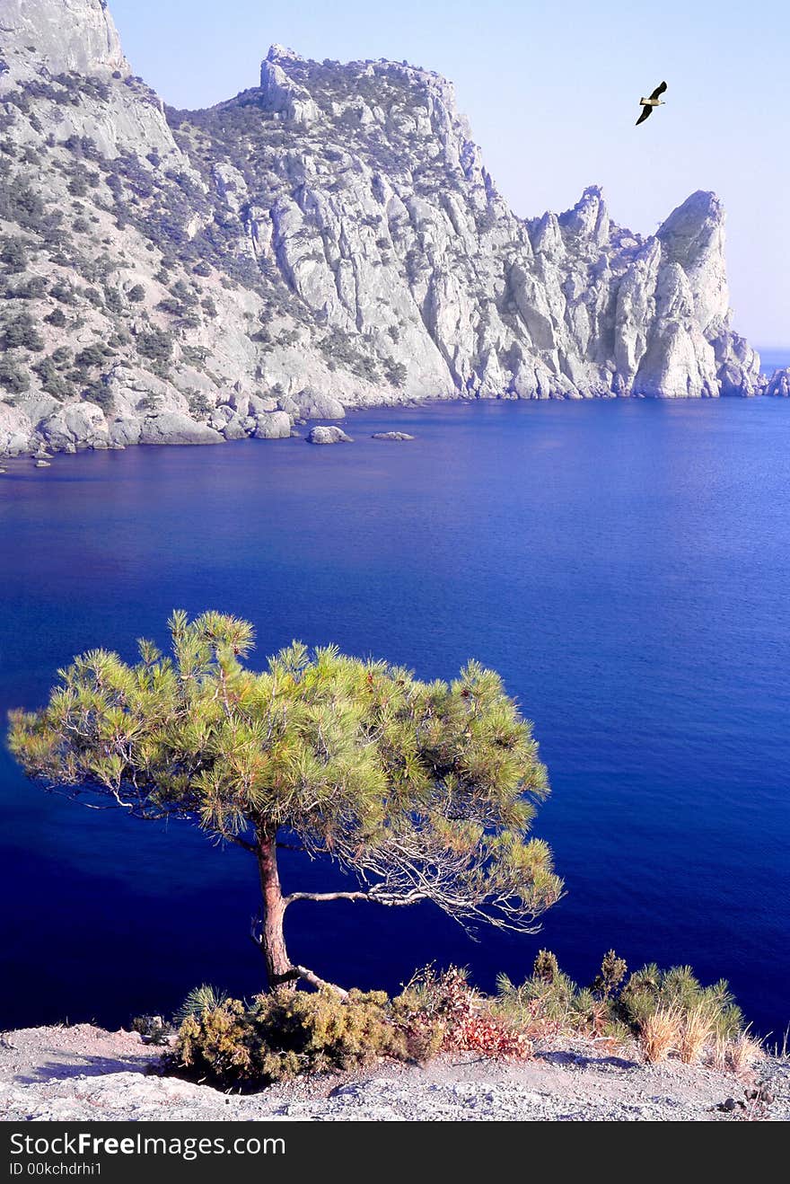 Tree and a bird on a background of the sea