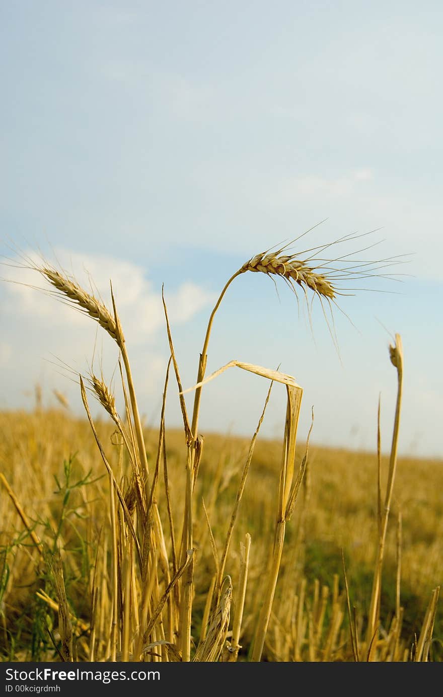 Golden field of wheat ears