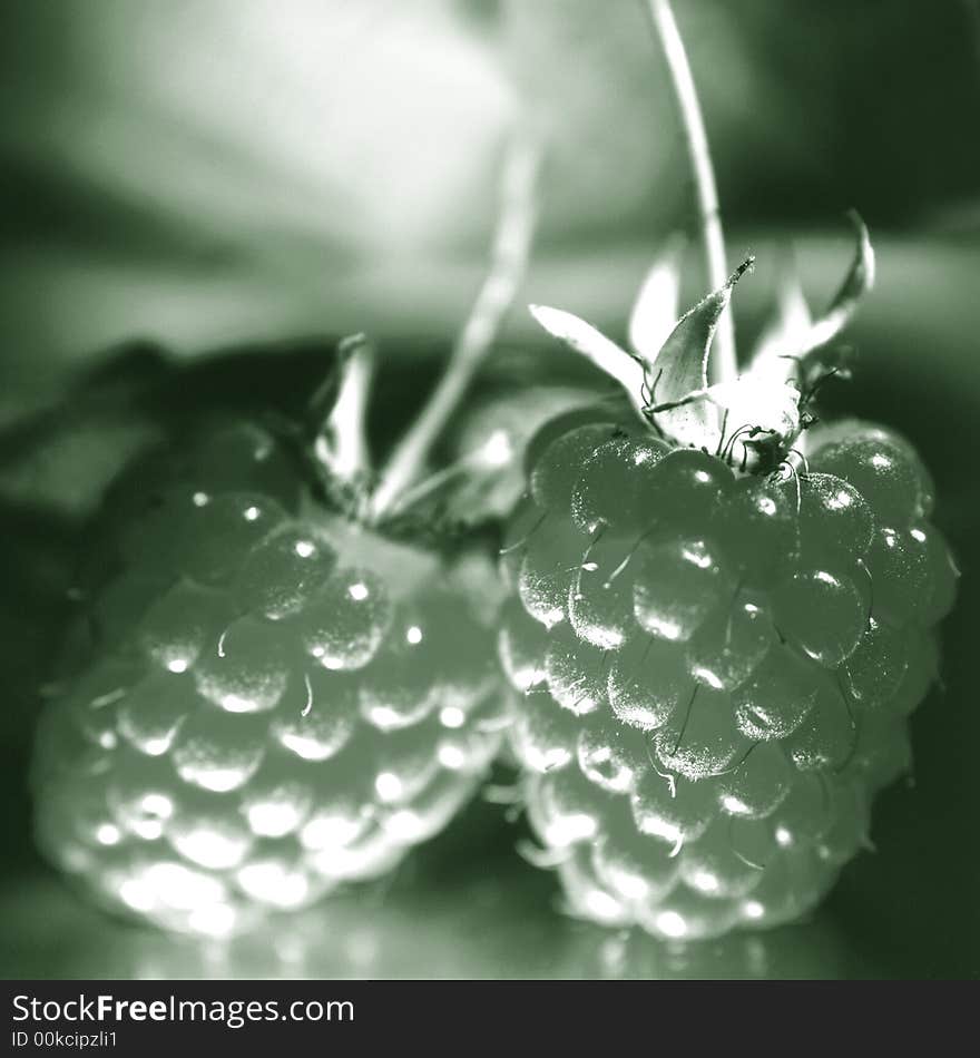 Ripe raspberry on a grey background