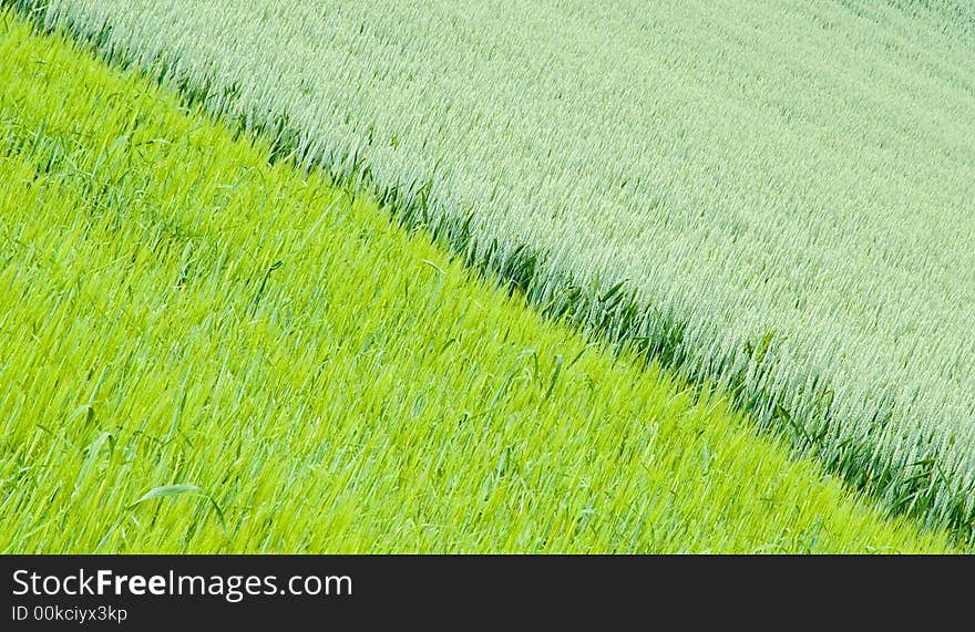 Two fields with different greens