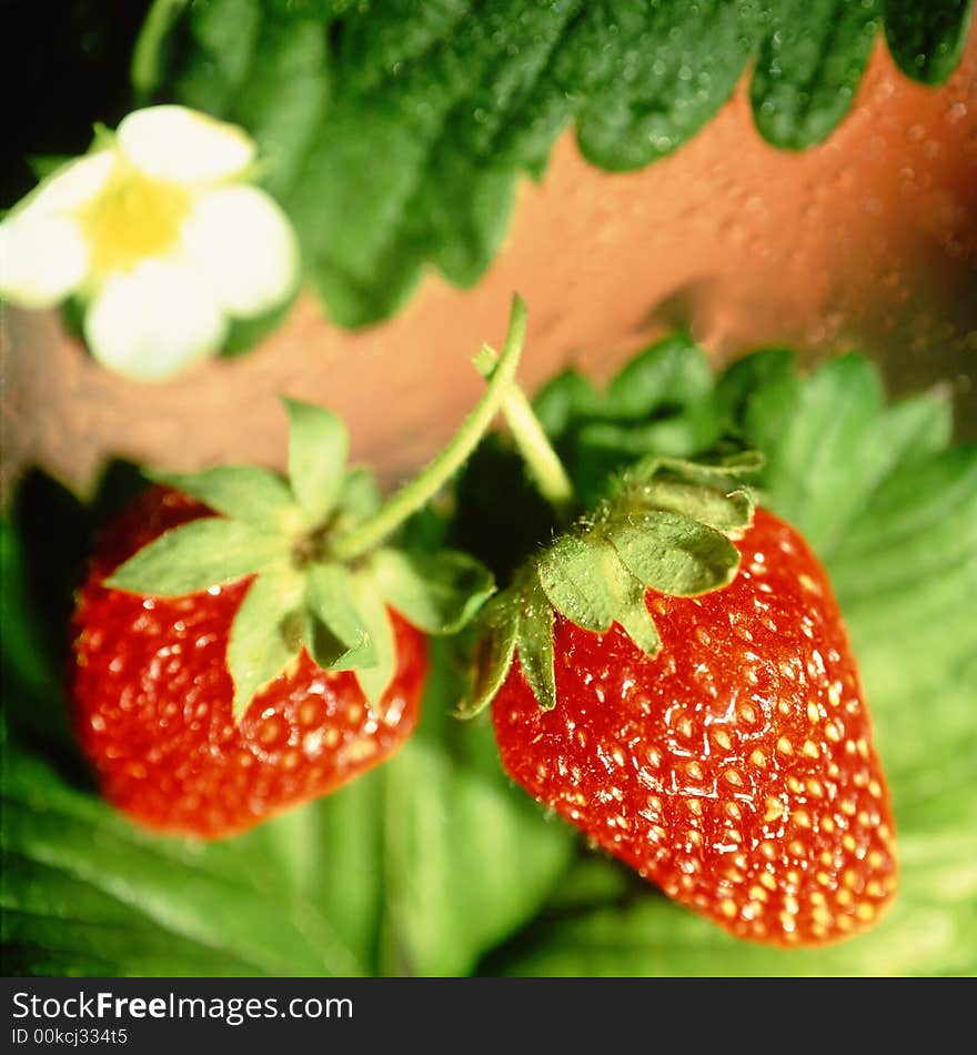 Ripe strawberry on a green background