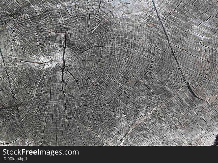 Section of log showing end grain and growth rings. Section of log showing end grain and growth rings