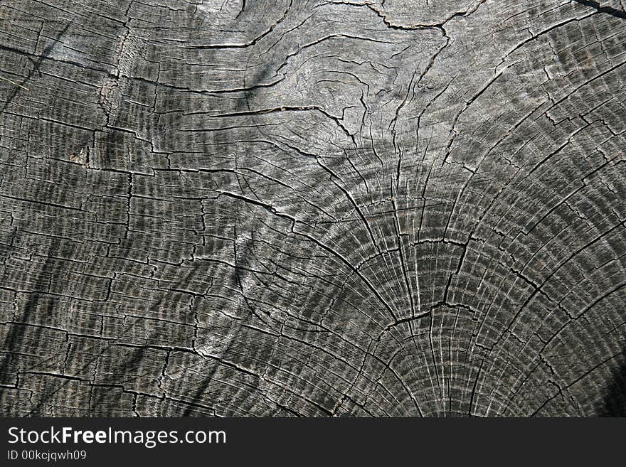 A section of log showing the end grain and growth rings. A section of log showing the end grain and growth rings