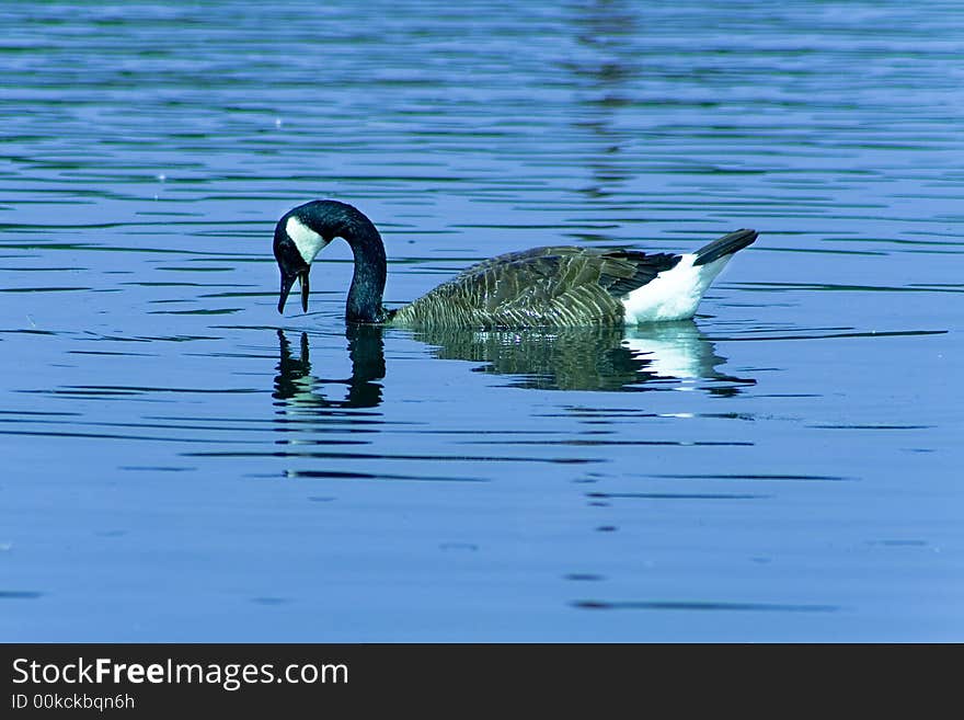 Canada wild goose swimming in a lake
