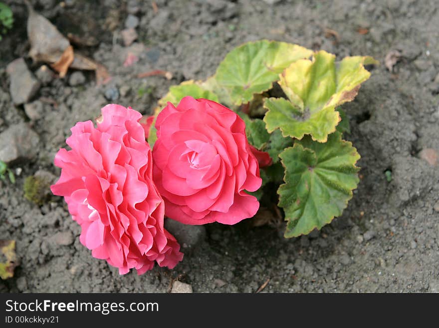 Close-up of a pair of crimson or pink begonias on the ground. Close-up of a pair of crimson or pink begonias on the ground