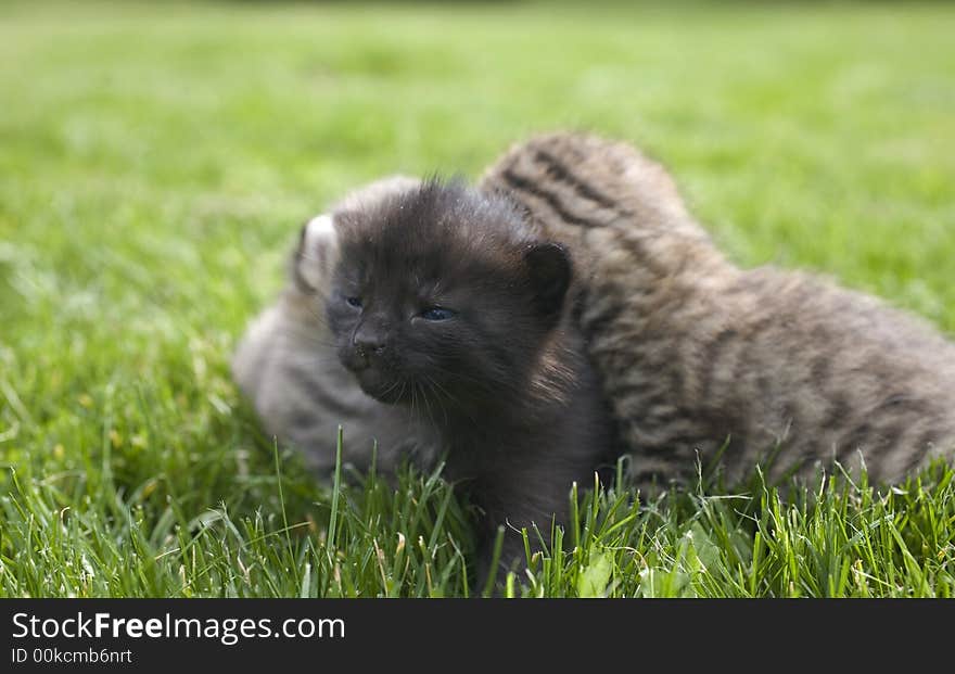 Small young cat portrait on green grass. Small young cat portrait on green grass