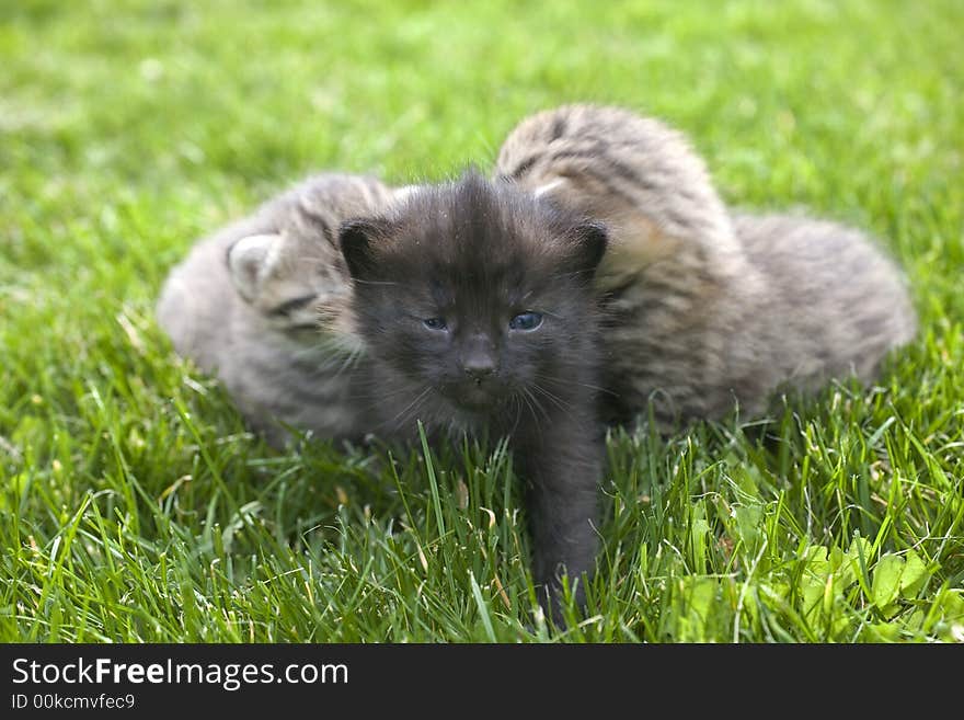 Small young cat portrait on green grass. Small young cat portrait on green grass