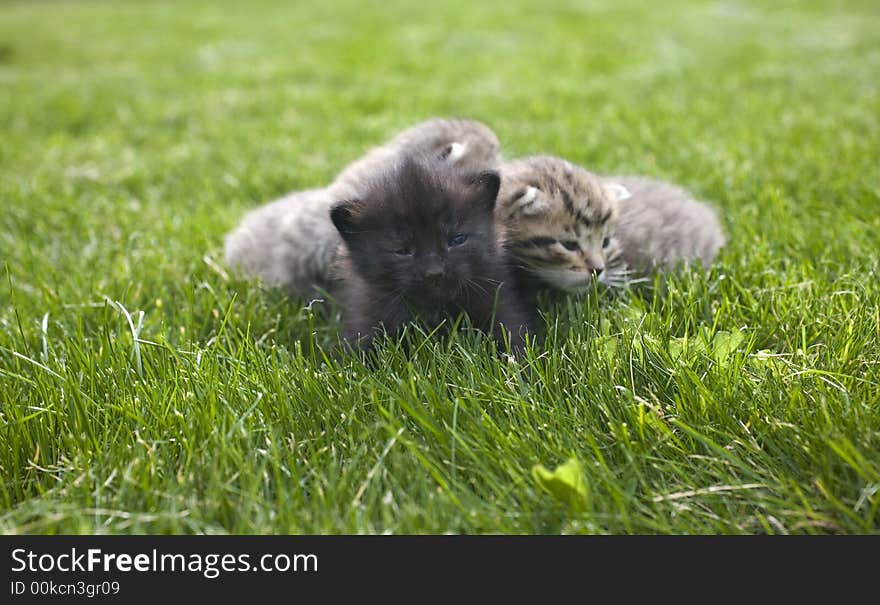 Small young cat portrait on green grass. Small young cat portrait on green grass