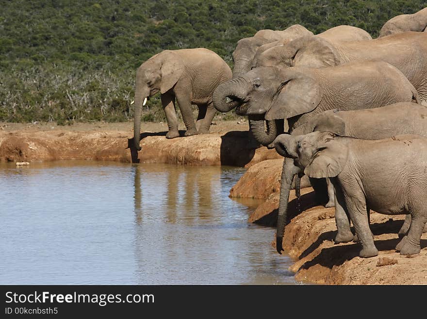 Herd of elephants drinking in a line