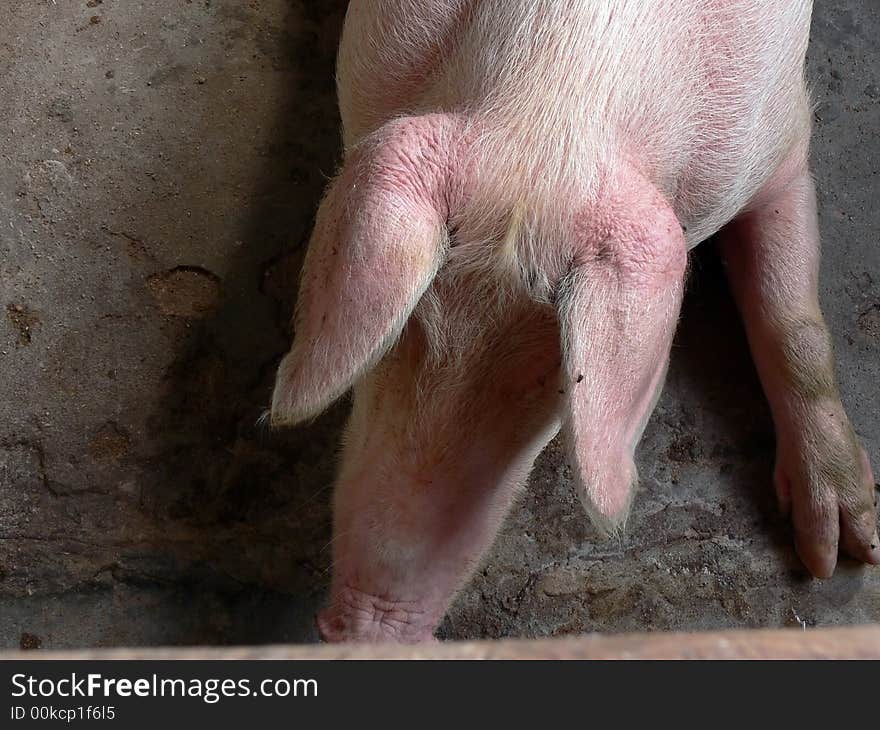 Picture of a pig in a shed.