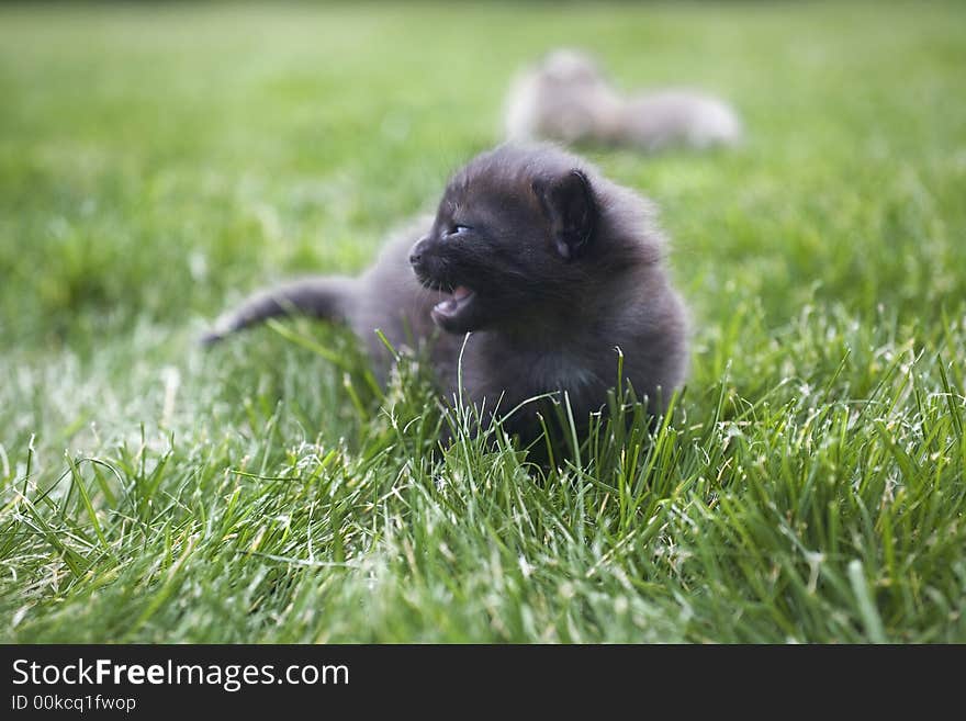 Small young cat portrait on green grass. Small young cat portrait on green grass