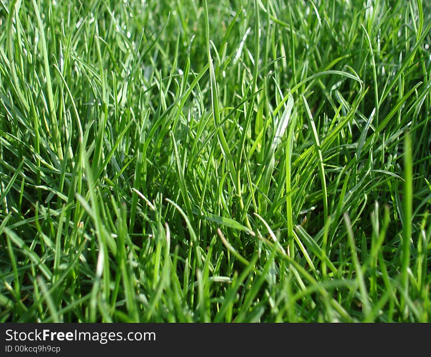 Just a regular old texture shot of grass growing nice and green. Just a regular old texture shot of grass growing nice and green