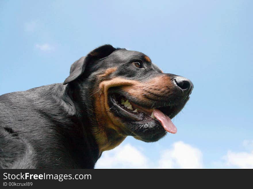 Rottweiler on a background of blue sky and white fluffy clouds