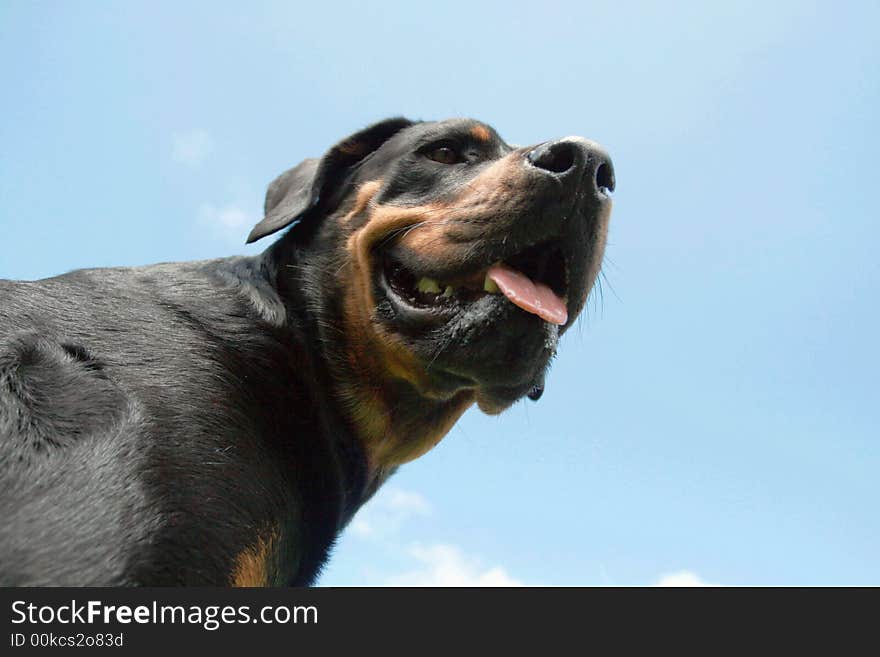 Rottweiler