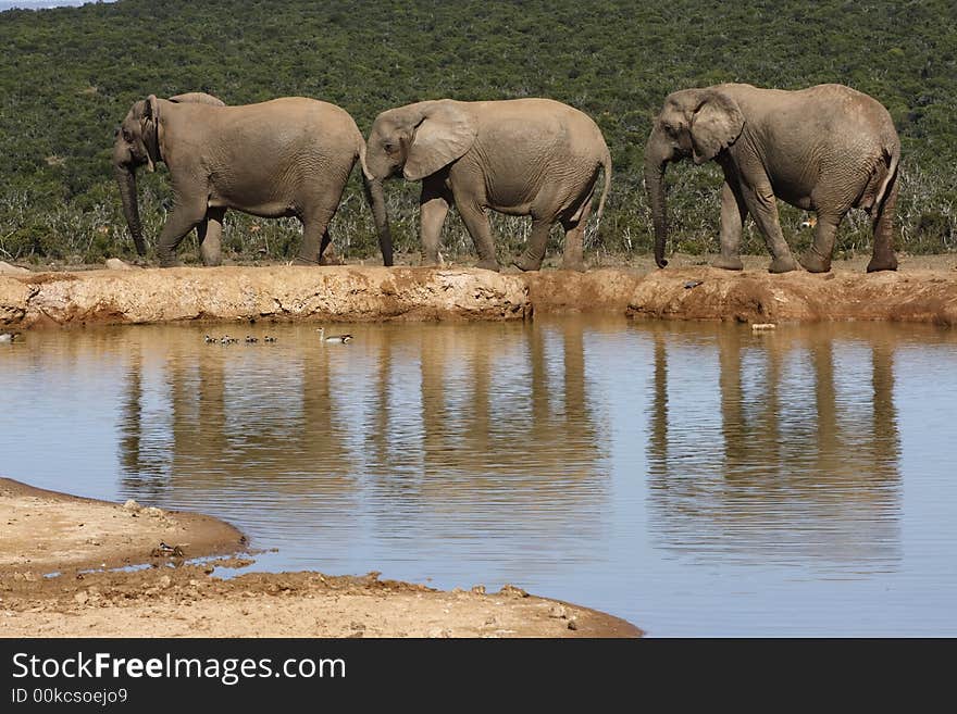 Elephants walking off from the waterhole together. Elephants walking off from the waterhole together