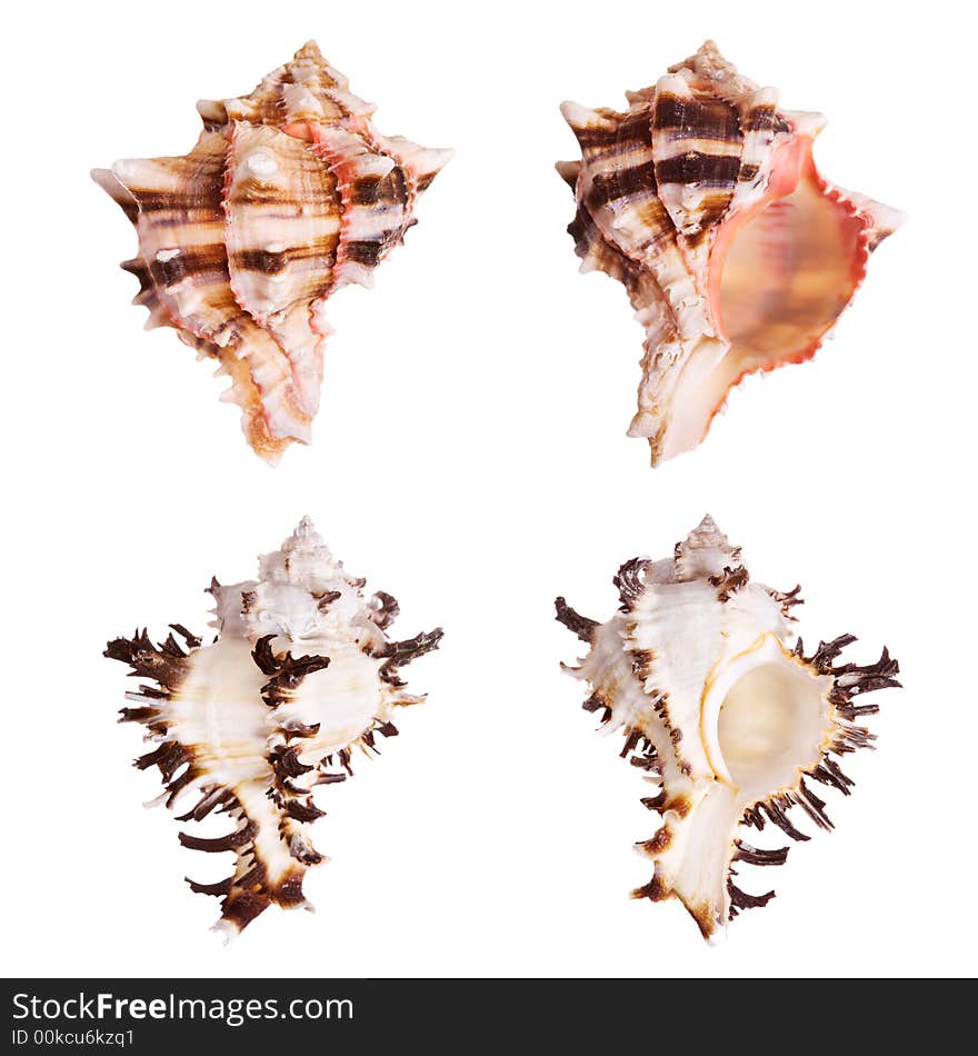 Murex Seashells isolated on white background